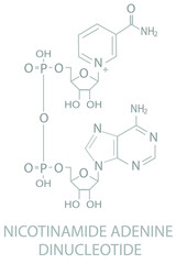 Nicotinamide adenine dinucleotide molecular skeletal chemical formula.