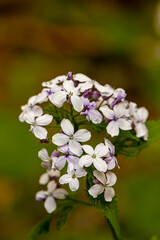 Lunaria annua flower in mountains