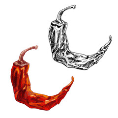 Whole dry pepper chilli. Vintage hatching illustration.