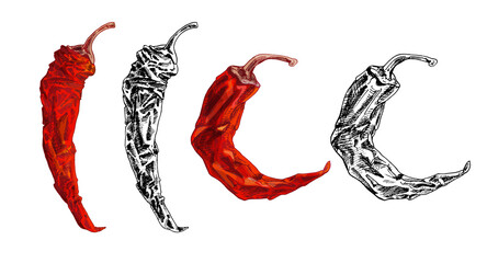 Whole dry pepper chilli. Vintage hatching illustration.