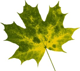 Bright yellow autumn leaves on a white background. texture