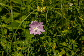 Malva moschata flower growing in meadow