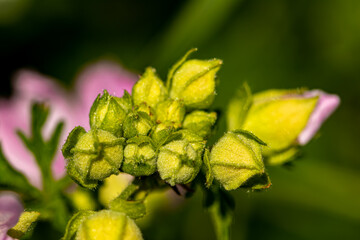 Malva moschata flower in meadow, close up 