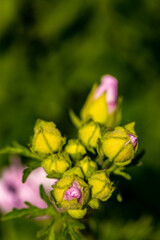 Malva moschata flower in meadow, close up shoot	