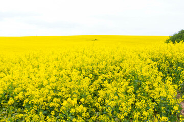 Fototapeta premium field