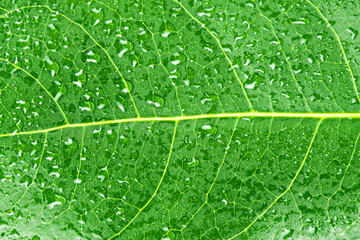 Green leaf with water droplets close-up background texture.