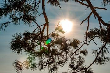 The sun's rays through the branches and needles of fir trees!
