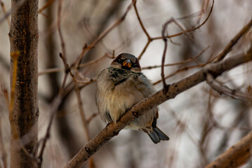 A sparrow in a winter city park!