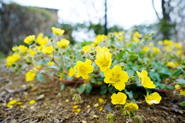 Obraz premium キジムシロの花