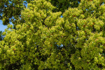 Shiny evergreen leaves of false camphor tree (Cinnamomum glanduliferum) orNepalese camphor tree....