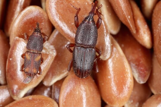 Wheat weevil Sitophilus granarius and rice weevil Sitophilus oryzae (a stored product pests) on flax seeds. High magnification.