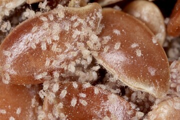 Mites (Acaridae) on flax seeds. High magnification.