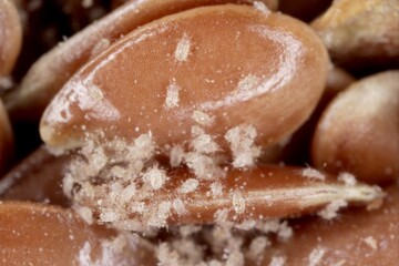 Mites (Acaridae) on flax seeds. High magnification.
