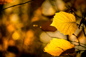 Detail of autumn leaves in their fall colors with a heavily bokeh background and sunlight and shadows.