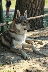 wolf dog laying down 
