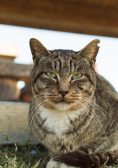 こちらをじっと見つめる可愛い猫