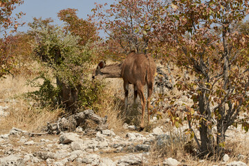 Fototapeta premium Female Kudu antelope feeding on a bush in beautiful Namibian nature (Tragelaphus strepsiceros)