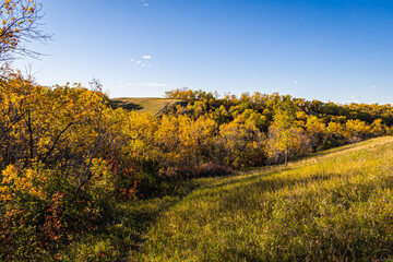 Naklejka premium Fall leaves, fall background, fall colors, fall, autumn, autumn leaves, autumn background, autumn colors, leaves, trees, woods, forest, yellow, botanical, forest, hills