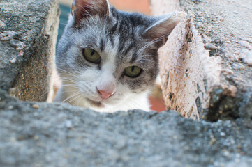 コンクリートの隙間からこちらをじっと見下ろす可愛い猫