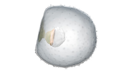 3d rendered medically accurate illustration of a human embryo - week 2