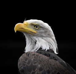 american bald eagle