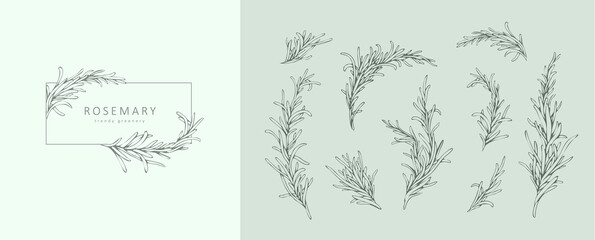 Obraz premium Rosemary floral logo and branch set. Hand drawn line herb, elegant leaves for invitation save the date card. Botanical rustic trendy greenery