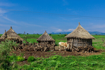 Panoramic View to the Tribal Wooden Dwellings among Green Grass and Trees in African Omo River Valley, Ethiopia