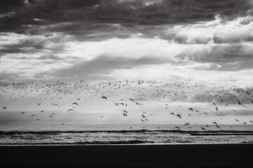 Gaivotas voando na praia