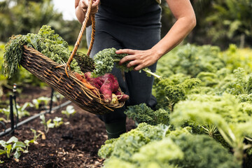 Unrecognizable woman picking fresh kale from a vegetable garden - obrazy, fototapety, plakaty