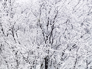 Snow covered winter trees after a snowstorm create an almost black and white background with a strong winter vibe