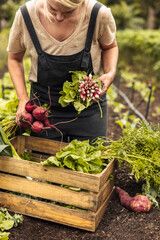 Harvesting fresh organic vegetables