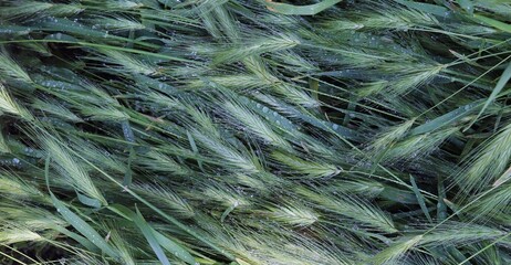 Texture of green plants, in dew drops, rain, top view, banner