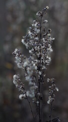 Withered flowers in early autumn