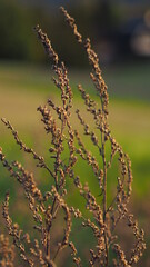 Withered flowers in late summer