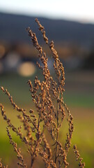 Withered flowers in late summer