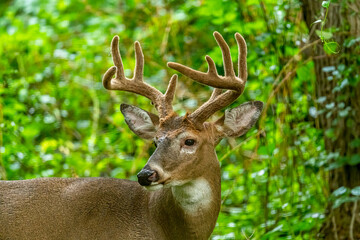Close up of an adult Male White Tailed Deer (Odocoileus virginianus) Buck with large antlers in a forest in Michigan, USA.