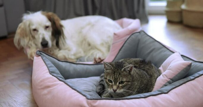 Dog and a cat lying in home , pet animal friends. Friendship cat and dog indoor