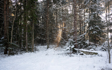 winter forest with sun in january