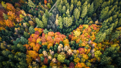 Colorful autumn forest droneshot