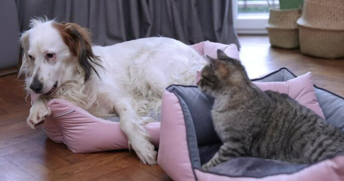 Dog and a cat lying in home , pet animal friends. Friendship cat and dog indoor