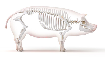 3d rendered illustration of the porcine anatomy - the skeleton