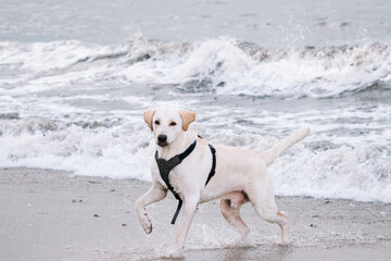 Golden labrador retriever playing on a beach.