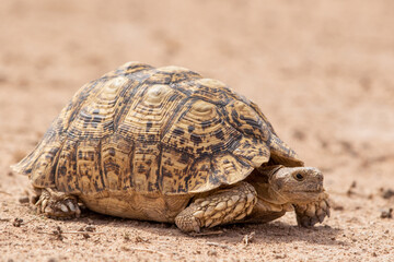 Leopard Tortoise in the Kgalagadi