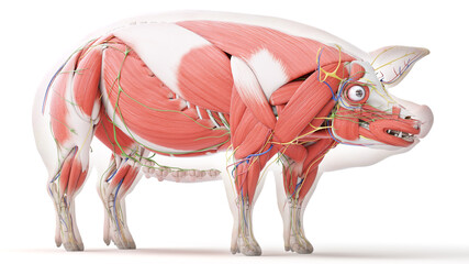 3d rendered illustration of the porcine anatomy