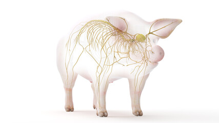 3d rendered illustration of the porcine anatomy - the nervous system