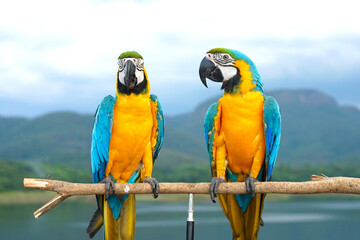 Fototapeta na wymiar Two Blue and Gold Macaw (Ara ararauna) is a large South American parrot on wooden perch, natural background, mountains, sky, blur