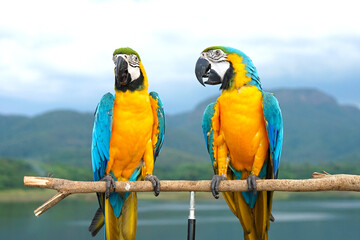 Fototapeta na wymiar Two Blue and Gold Macaw (Ara ararauna) is a large South American parrot on wooden perch, natural background, mountains, sky, blur