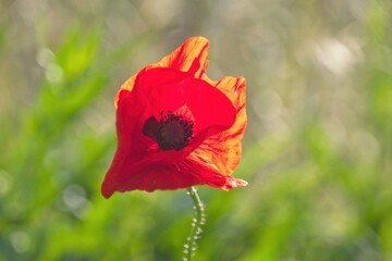 red poppy in the meadow