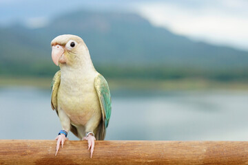 Green cheek conure turquoise cinnamon and opaline mutations color on the sky and mountain background, the small parrot of the genus Pyrrhura, has a sharp beak. Native to South America (Amazon).