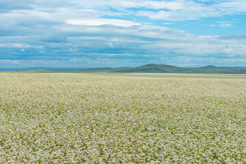Buckwheat blooms in the field. Hills in the background